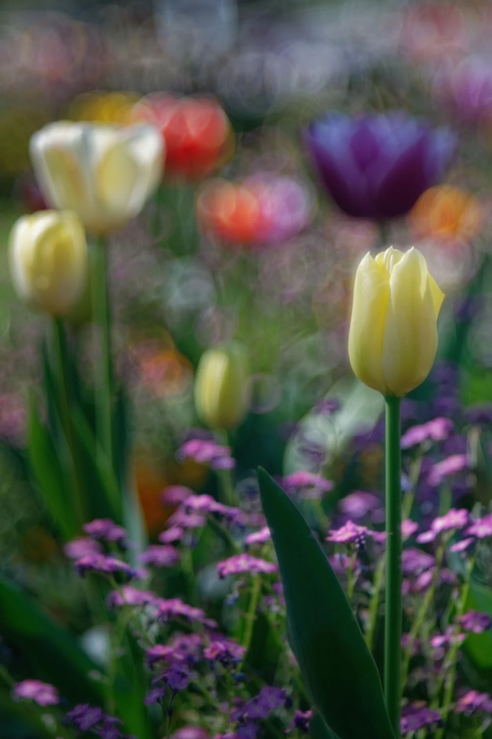 DSC_6256_Nik.webp