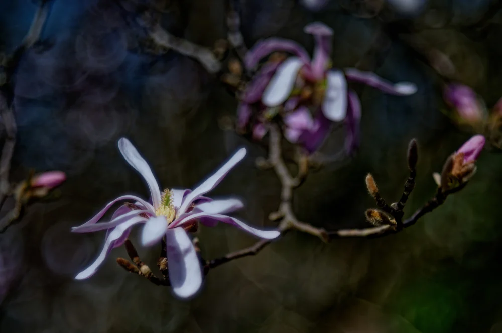 JAC_6012_DxO.webp