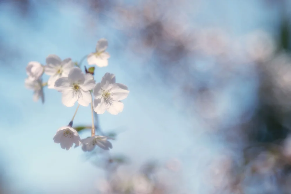 JAC_6055_Nik.webp